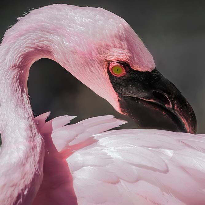 maui flamingo cropped sept'17__IMP.jpg